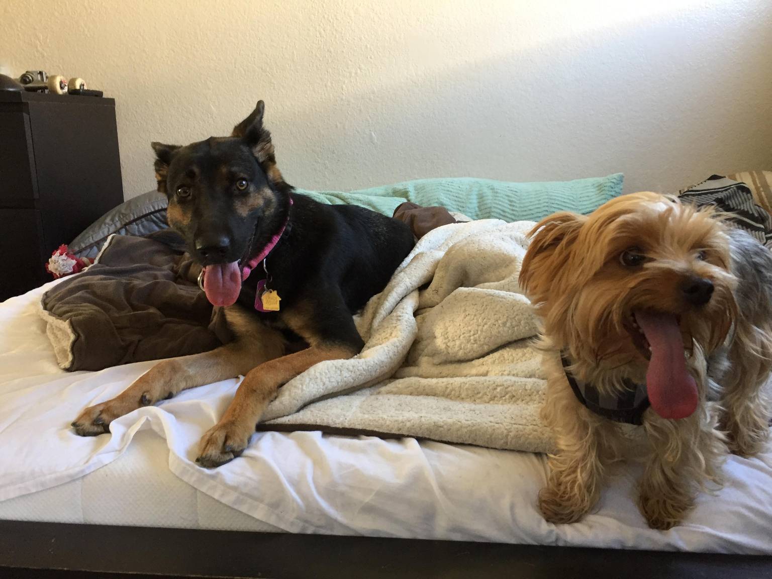 Dog in comfortable environment